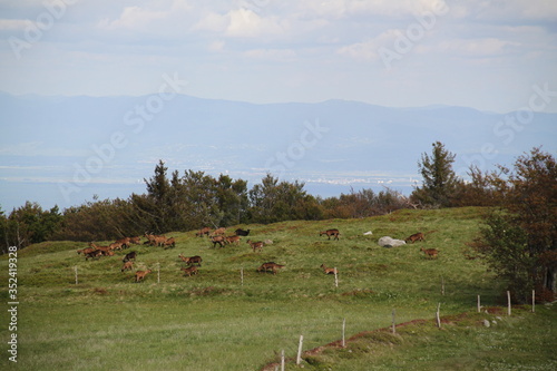 Paysages de la région alsacienne