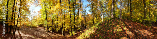 Herbstlicher Laubwald in der Sonne