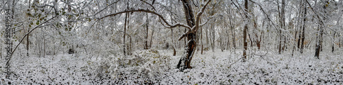 winterliches Waldpanorama im Schnee