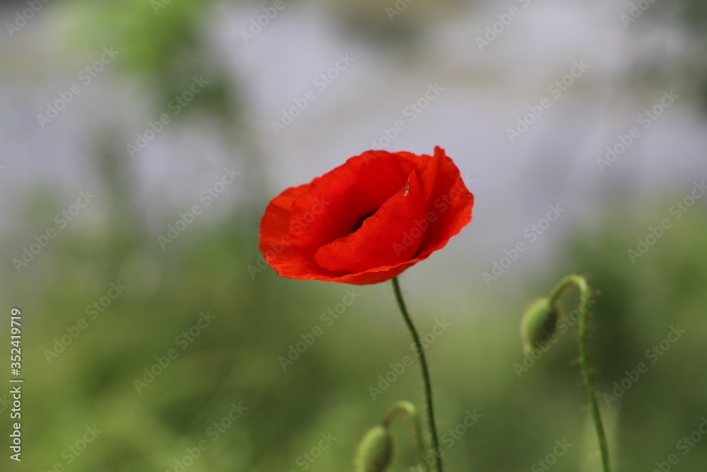 Naklejka premium Vereinzelte Mohnblume