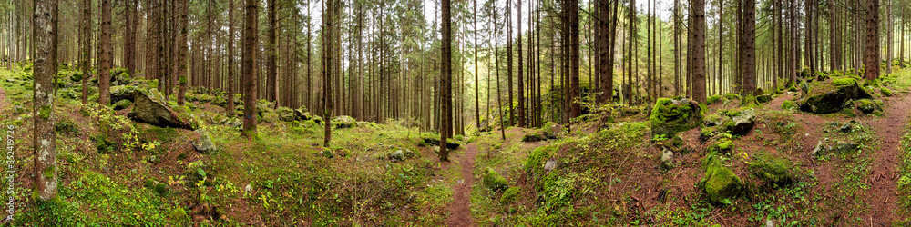 Fototapeta premium Waldpanorama, Wald mit moosbedeckten Felsen
