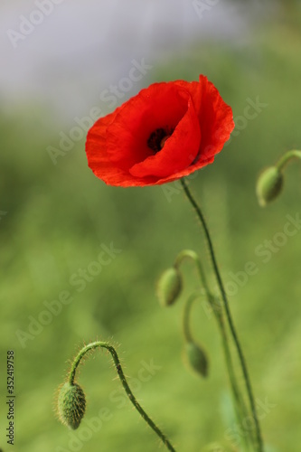 Mohnblume vor grünem Hintergrund