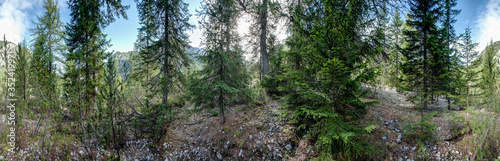 Waldpanorama, Nadelwald im Sommer