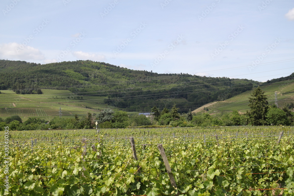 Spring white wine rows plantation