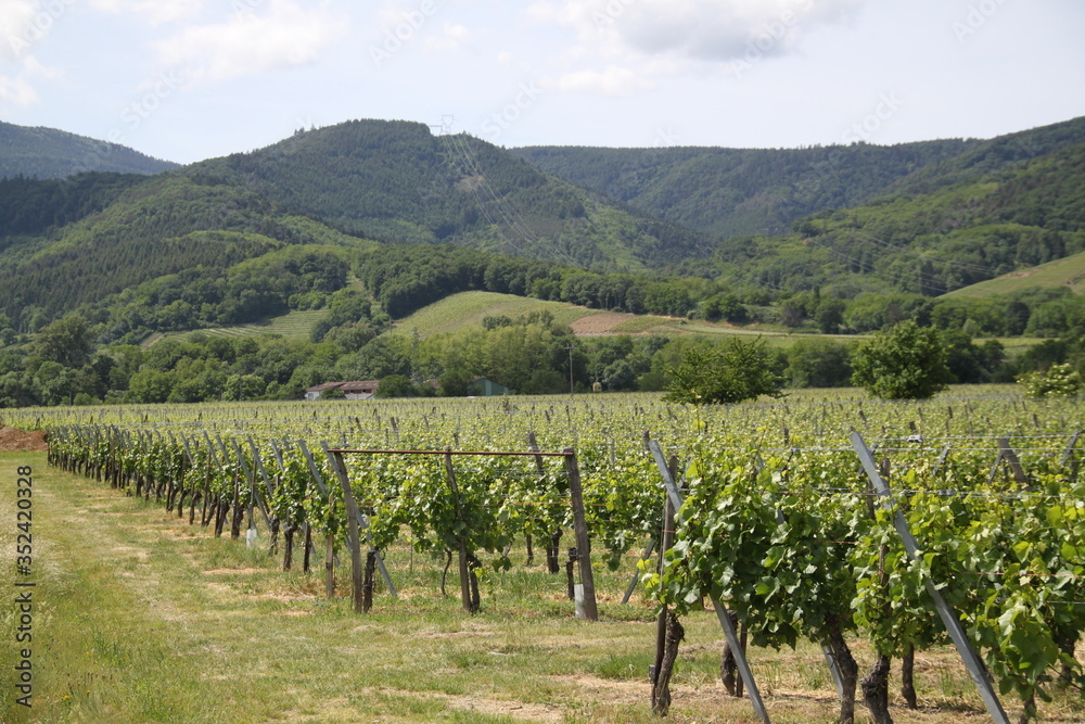 Spring white wine rows plantation