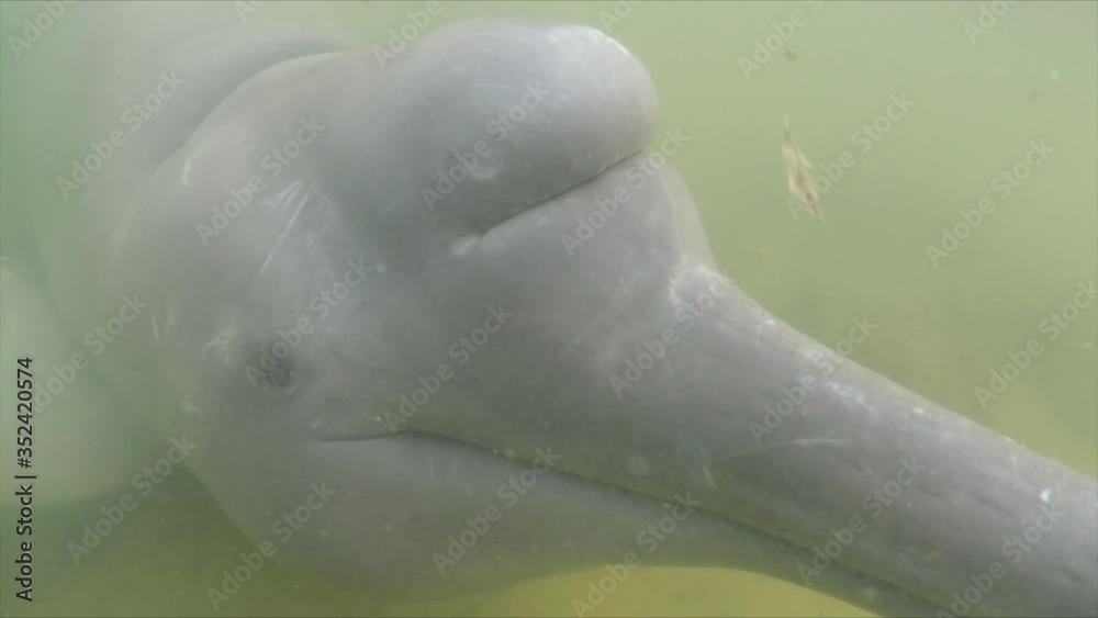 River dolphin melon (echolocation organ) closeup and more details of