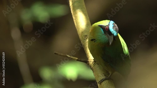 Colorful bird motmot medium shot in a small forest near San Jose in Costa Rica, Caribbean photo