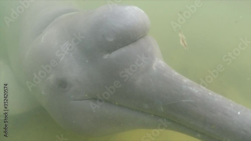 River dolphin melon (echolocation organ) closeup and more details of its body, face, eyes, mouth photo