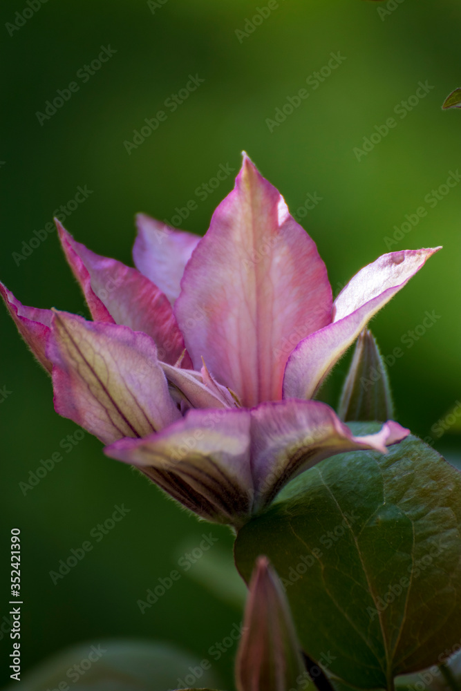 Fototapeta premium Close up of a beautiful flower in the garden at spring time