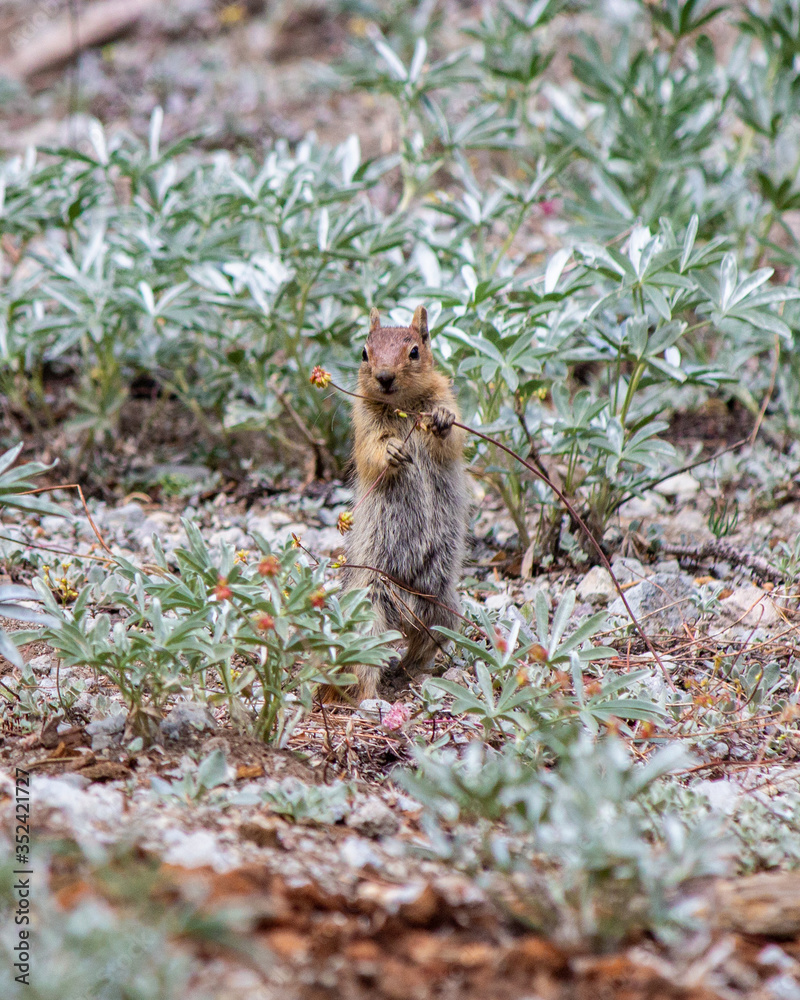 Fototapeta premium Cuteness