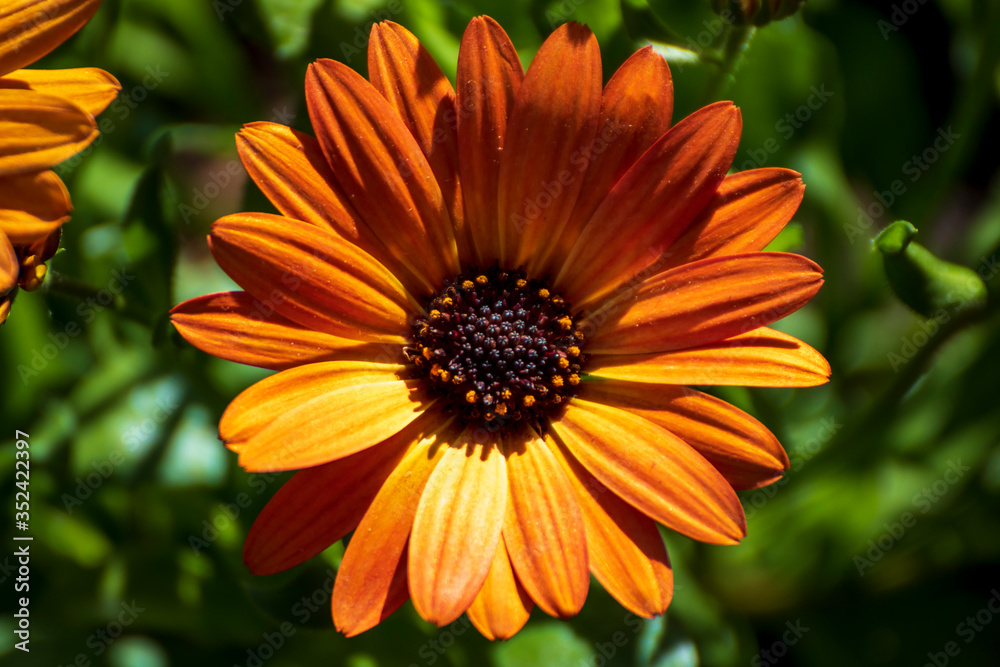 Close up of a beautiful flower in the garden at spring time Close up of a beautiful flower in the garden at spring time