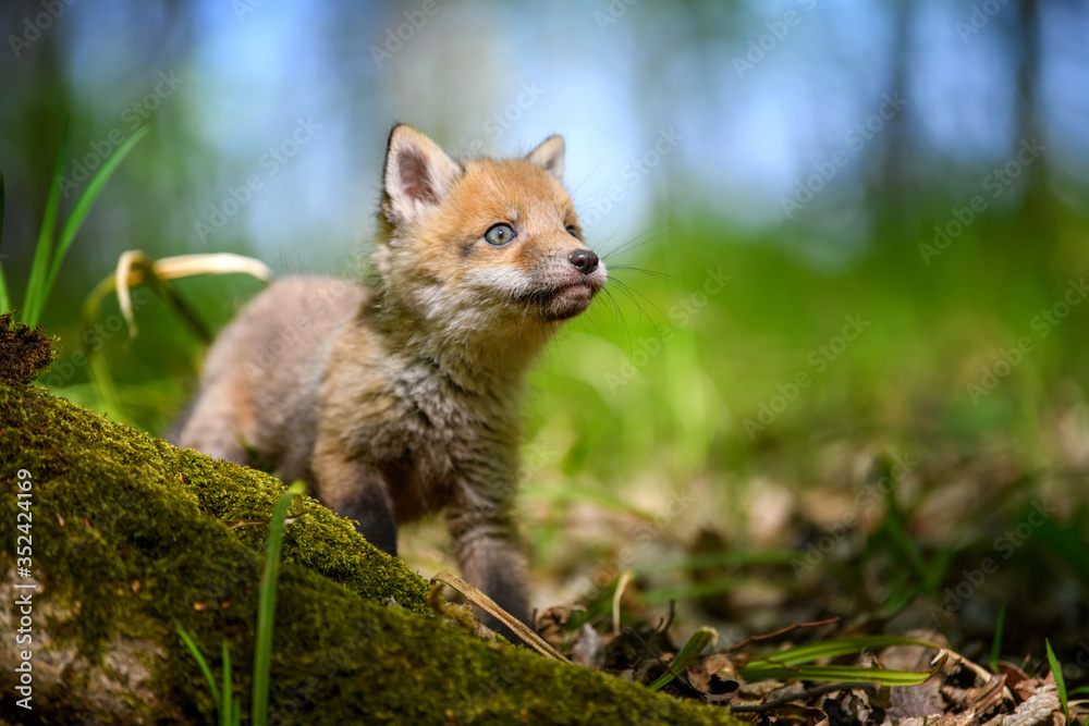 Red fox, vulpes vulpes, small young cub in forest Red fox, vulpes vulpes, small young cub in forest