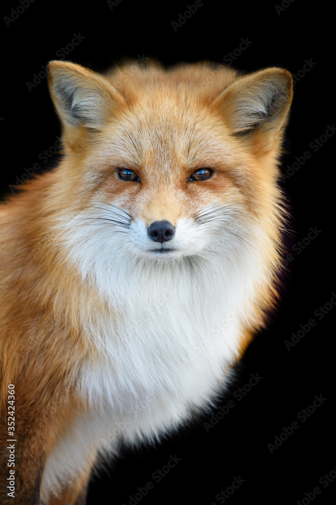 Fototapeta premium Portrait Red Fox, Vulpes vulpes, beautiful animal on black background