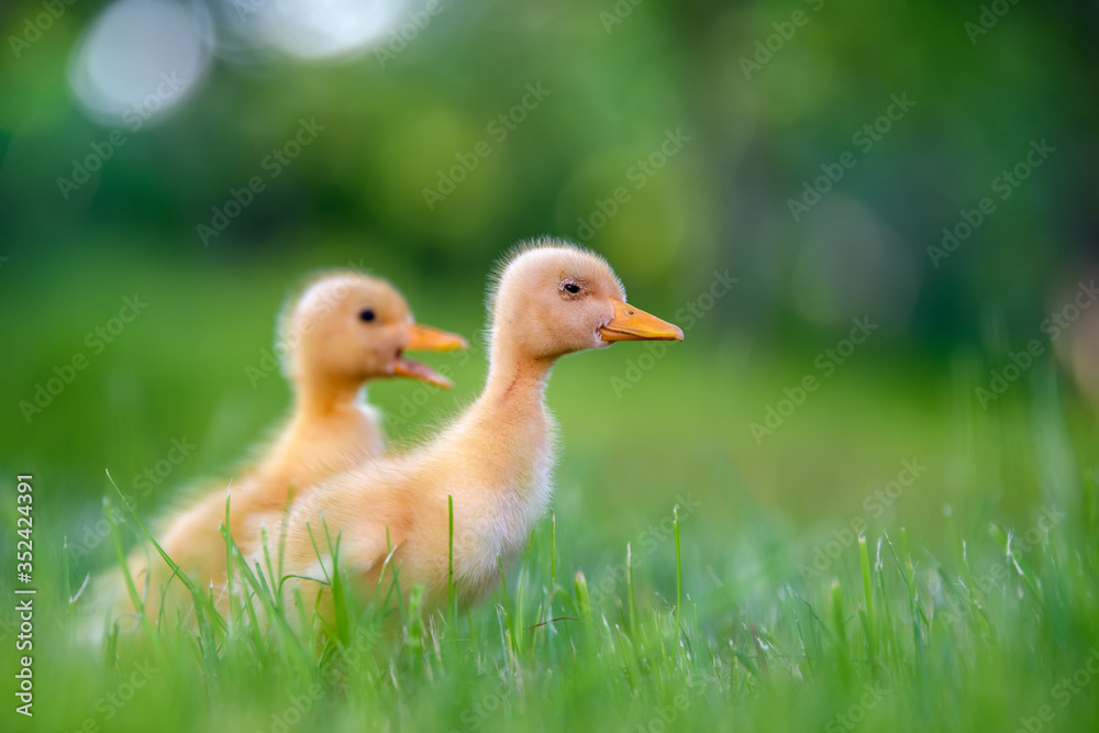 Funny Little yellow duckling on spring green grass Funny Little yellow duckling on spring green grass