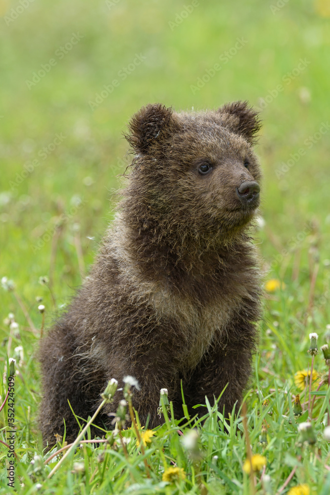 Bear cub in spring grass. Dangerous small animal in nature meadow habitat Bear cub in spring grass. Dangerous small animal in nature meadow habitat
