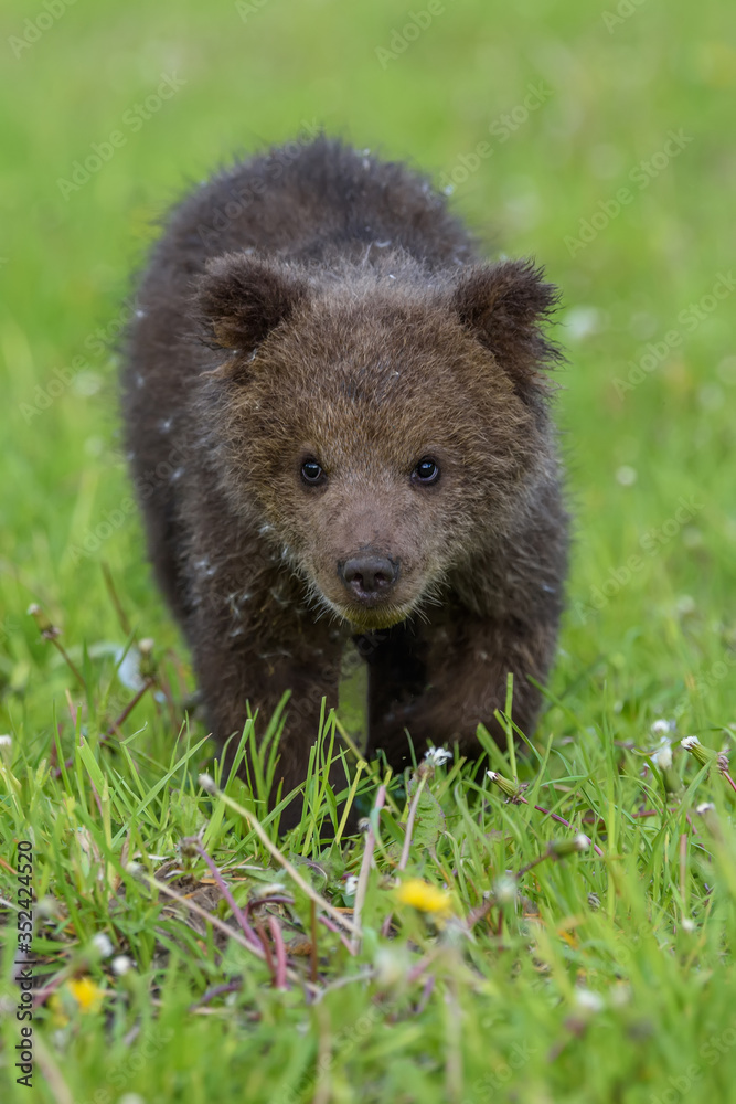 Fototapeta premium Bear cub in spring grass. Dangerous small animal in nature meadow habitat