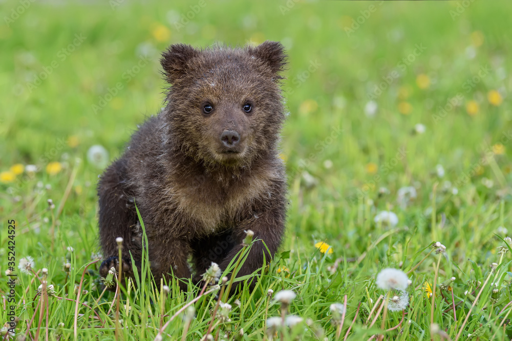 Fototapeta premium Bear cub in spring grass. Dangerous small animal in nature meadow habitat