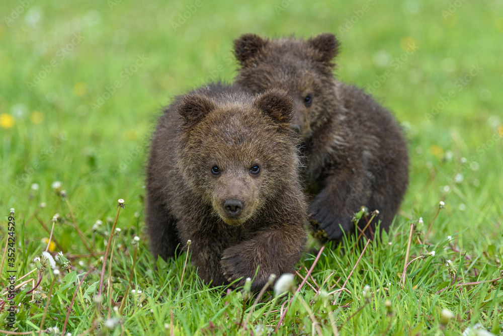 Bear cub in spring grass. Dangerous small animal in nature meadow habitat