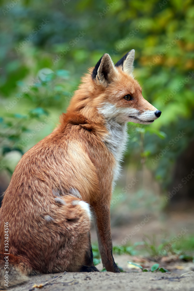 Red Fox, beautiful animal on green vegetation in the forest, in the nature habitat