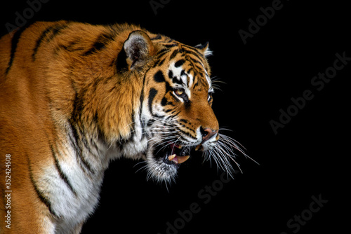 Close up big tiger isolated on black background