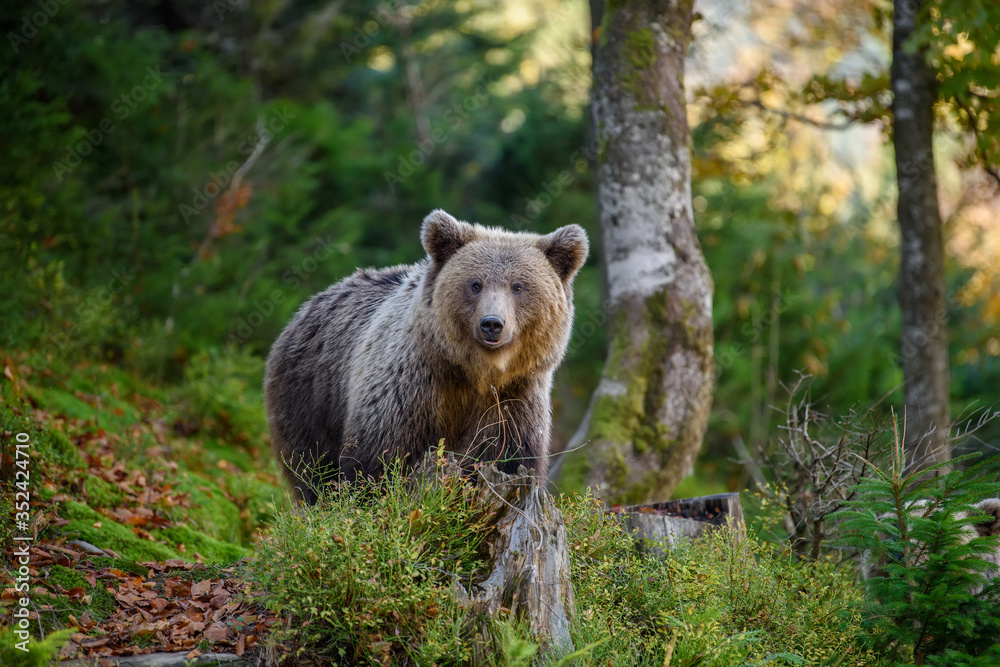 Big brown bear in the forest. Dangerous animal in natural habitat. Wildlife scene Big brown bear in the forest. Dangerous animal in natural habitat. Wildlife scene