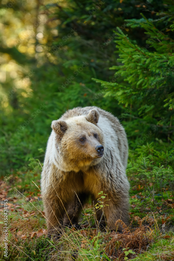 Big brown bear in the forest. Dangerous animal in natural habitat. Wildlife scene Big brown bear in the forest. Dangerous animal in natural habitat. Wildlife scene