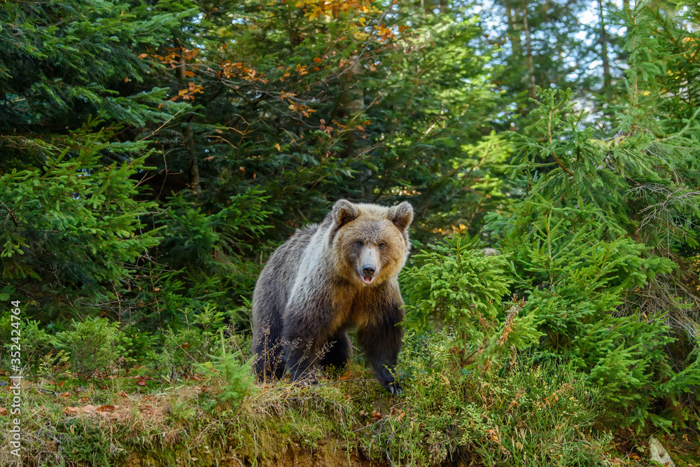 Big brown bear in the forest. Dangerous animal in natural habitat. Wildlife scene Big brown bear in the forest. Dangerous animal in natural habitat. Wildlife scene