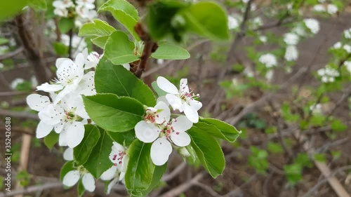 White flowers on an apple tree. Close up. Gentle green foliage refreshes light flowers. Spring time