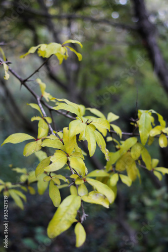 Autumn forest with yellow orange red and green leaves