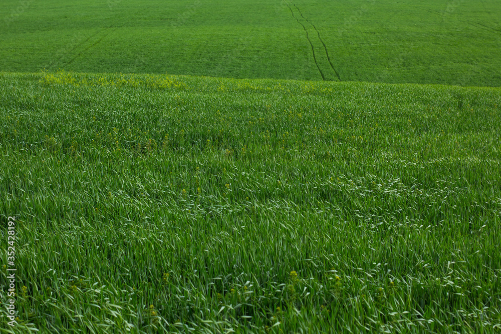 Obraz premium Lines of nature
