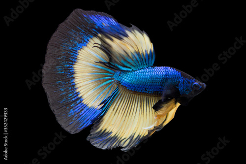 Betta Mustard Gas Halfmoon HM Male or Plakat Fighting Fish Splendens On Black Background.