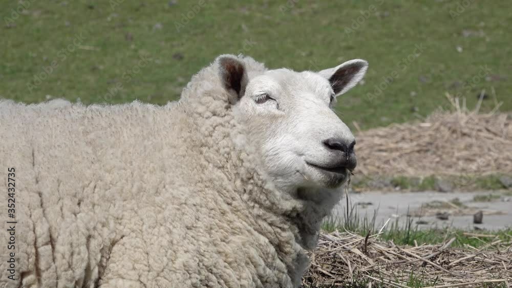 head from cute white sheep in the nature head from cute white sheep in the nature