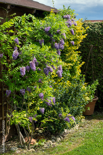 Wisteria sinensis-chinesischer Blauregen- im Garten