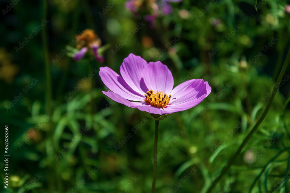 Pink flower in the grass in summer.