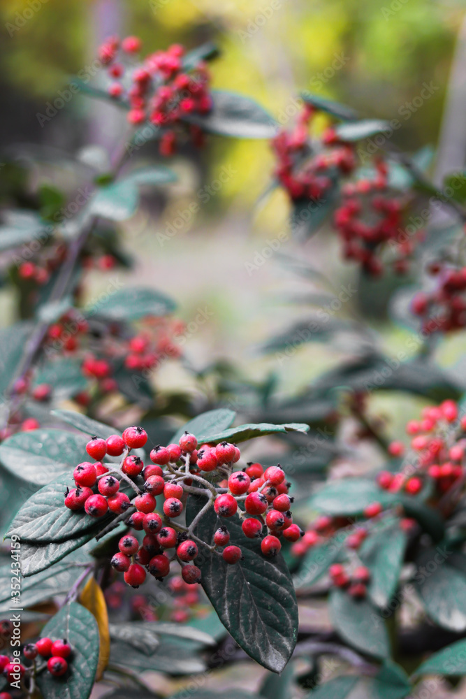Autumn forest with yellow orange red and green leaves