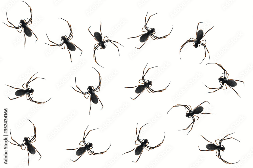 Many Black Spiders on a White Background Many Black Spiders on a White Background