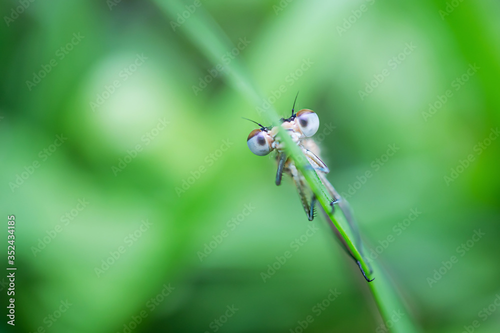Dragonfly sits on a green blade of grass close-up. Macro photo. The concept of summer, insects. Copyspace. Dragonfly sits on a green blade of grass close-up. Macro photo. The concept of summer, insects. Copyspace.
