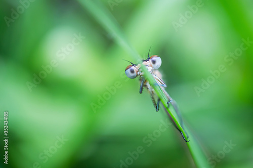 Dragonfly sits on a green blade of grass close-up. Macro photo. The concept of summer, insects. Copyspace. © Ольга Холявина