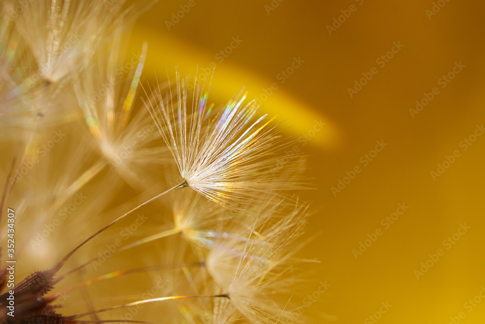 Dandelion seeds close-up. Copyspace. Bright yellow tone, rainbow beam. Detailed macro photo. Abstract spectacular image.