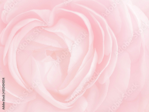 Pink rose heart shaped. Flower blurred postcard background. Close-up rose petals soft pastel color. Beauty, tenderness, love concept