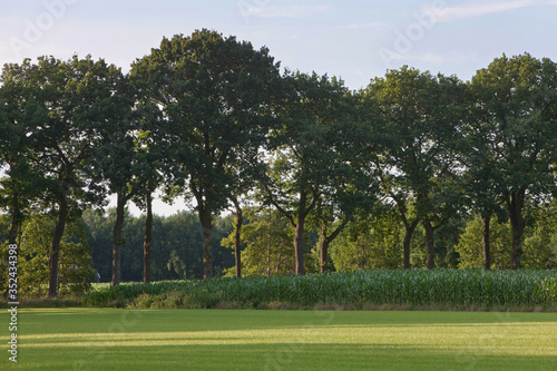 Fields of corn. Lanestructure at Maatschappij van Weldadigheid Frederiksoord Drenthe Netherlands. Beech trees.