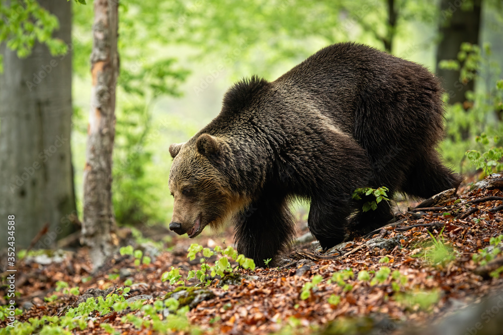 Huge bear with long brown fur running in forest in summer. Majestic wild animal searching for food in wilderness with green blurred background. Side view of animal wildlife.