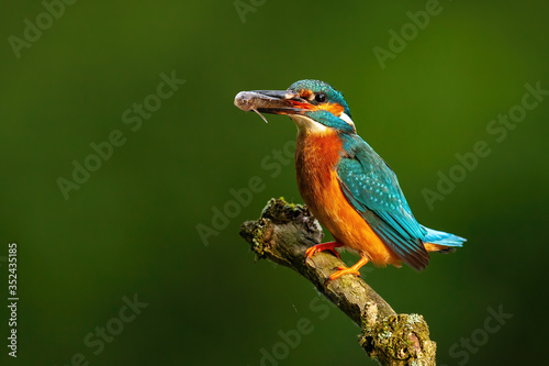 Colorful common kingfisher, alcedo atthis, perched with fish in beak sunlit by morning sun with dark green blurred background in shadow. Wild bird with vibrant plumage hunting.
