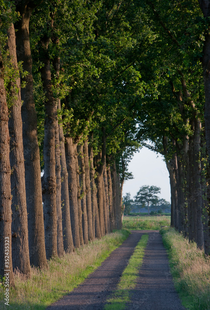 Lanestructure and dirtroad.  Maatschappij van Weldadigheid Frederiksoord Drenthe Netherlands. Beech trees.