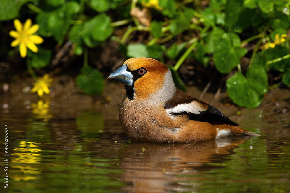Male hawfinch, coccothraustes coccothraustes, standing in lake and cleaning feathers with water. Side view of wild animal in water with yellow flower blooming behind. Male hawfinch, coccothraustes coccothraustes, standing in lake and cleaning feathers with water. Side view of wild animal in water with yellow flower blooming behind.