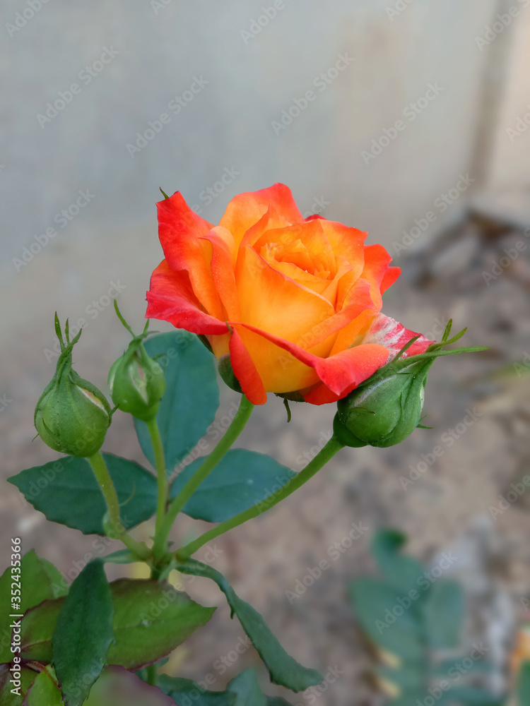 BEAUTIFUL RED AND YELLOW ROSE