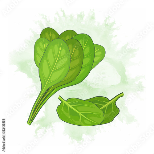 vector illustration of spinach leaves