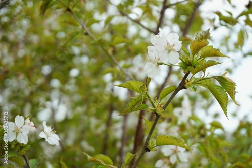 Wild cherry-blossoms,Gudarinuma,Aomori