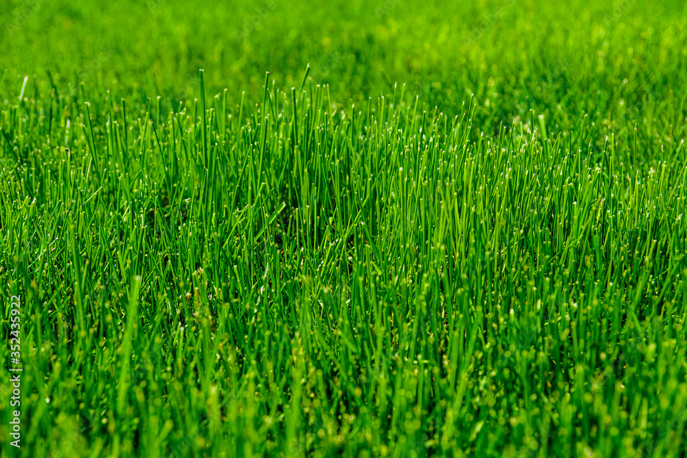 Background of the green grass. Eco concept. Selective focus Background of the green grass. Eco concept. Selective focus