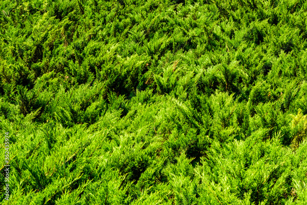 Fototapeta premium Background of the evergreen juniper bushes. Natural pattern